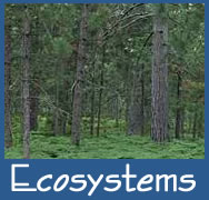 Ecosystems Theme