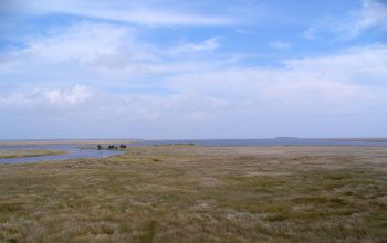 Salt Water Marshes